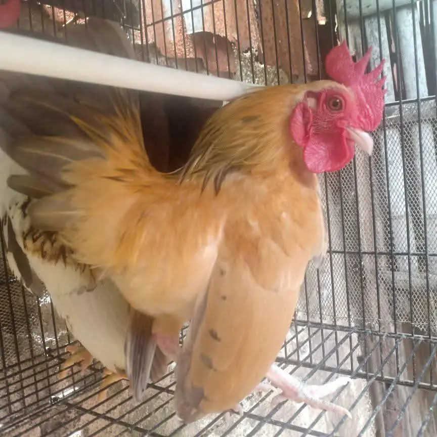 Dijual ayam Serama 2 ekor pejantan