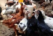 ayam kampung super siap olah