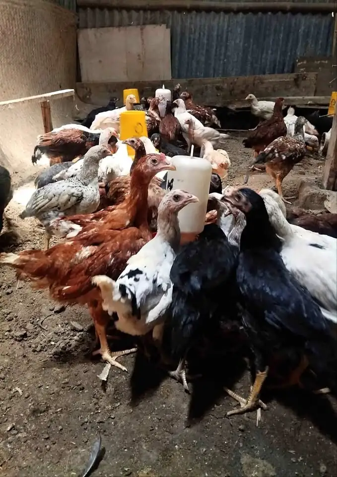 ayam kampung super siap olah