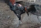 Kutukan ayam trad Vs mangon