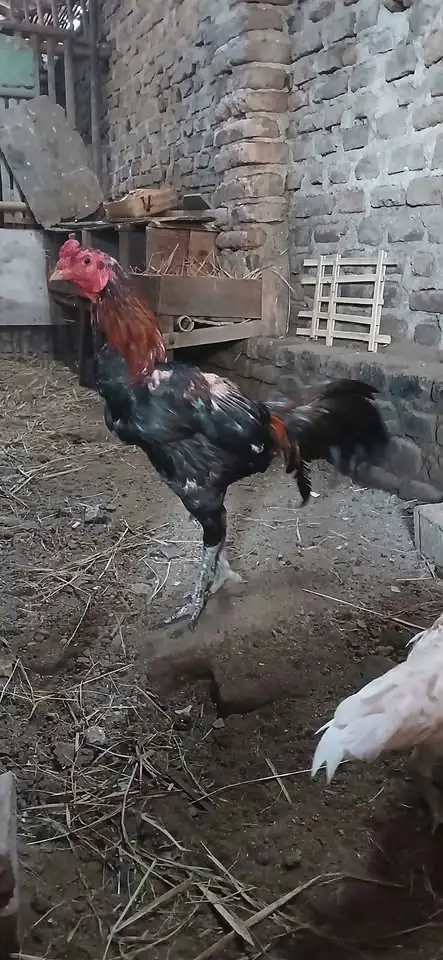 Kutukan ayam trad Vs mangon
