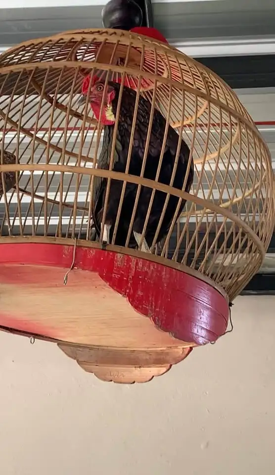 Dijual Ayam Bekisar Full set