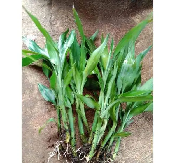 Bibit tanaman hias bambu hoki murah