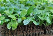 Bibit Kopi Robusta dan Arabika