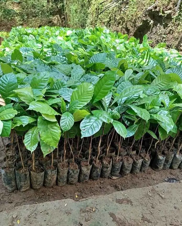 Bibit Kopi Robusta dan Arabika