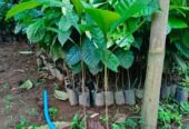 Bibit Kopi Robusta dan Arabika