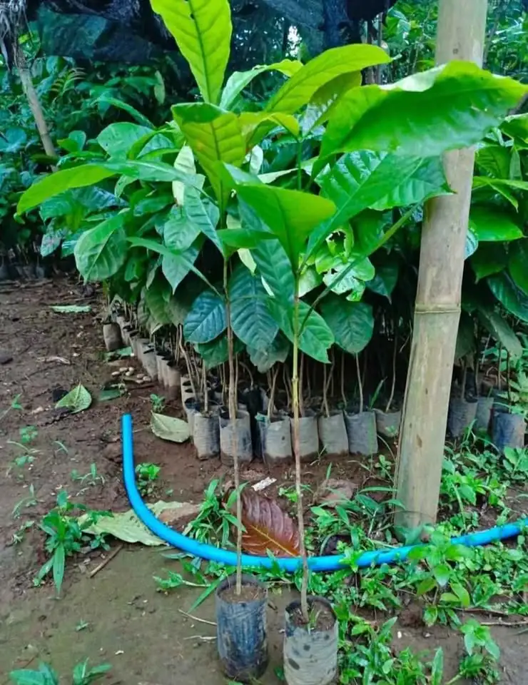 Bibit Kopi Robusta dan Arabika
