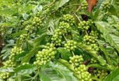 Bibit Kopi Robusta dan Arabika