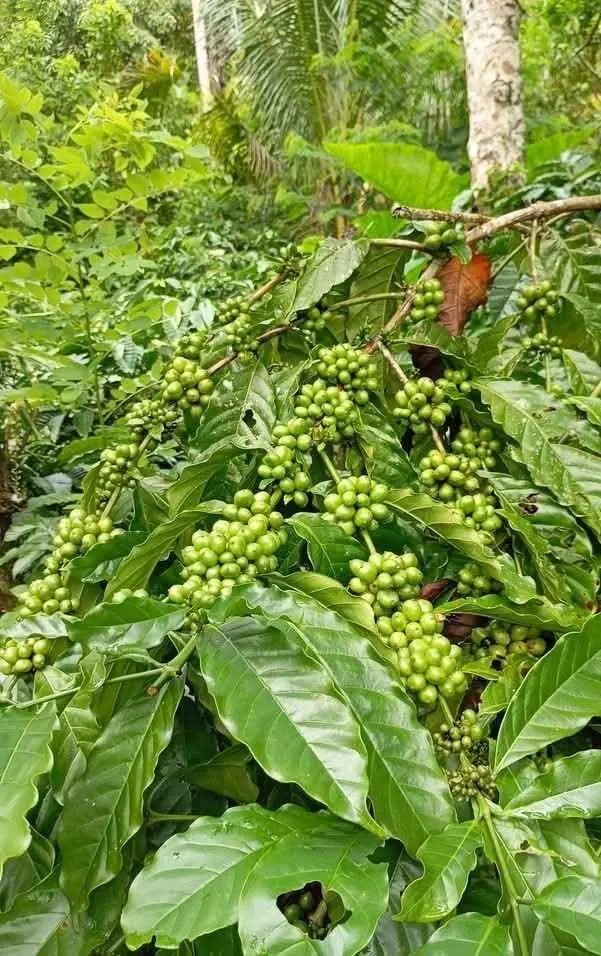 Bibit Kopi Robusta dan Arabika
