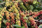 Bibit Kopi Robusta dan Arabika