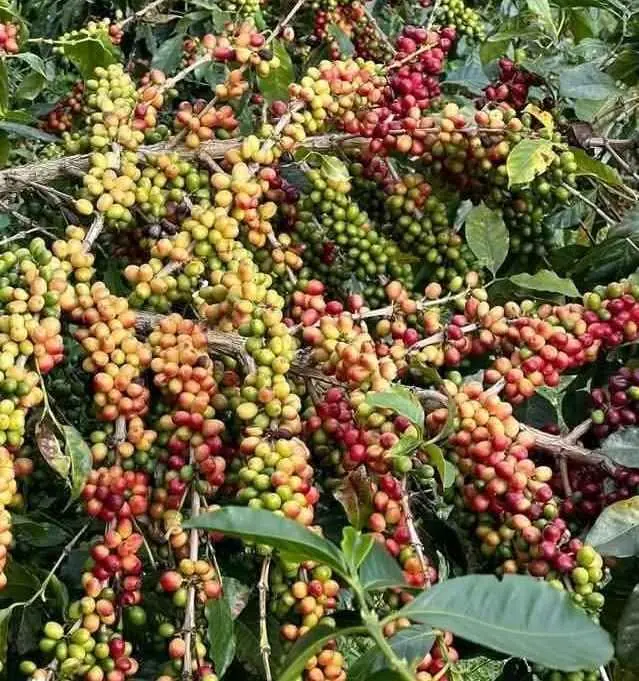 Bibit Kopi Robusta dan Arabika
