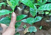Bibit Kopi Robusta dan Arabika