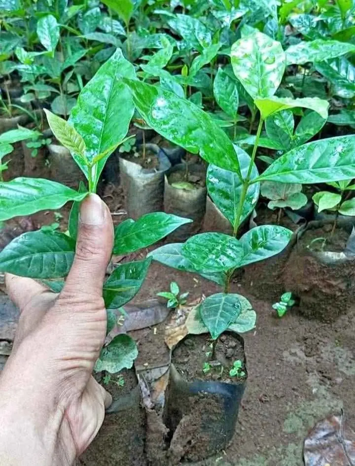 Bibit Kopi Robusta dan Arabika