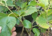 Bibit long murbei cepat berbuah bisa cod