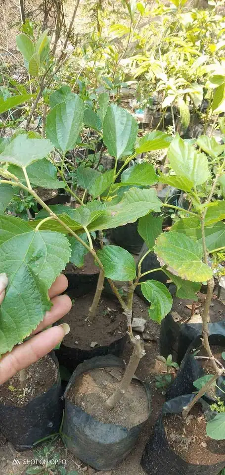 Bibit long murbei cepat berbuah bisa cod