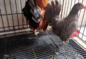 Sepasang ayam Kate harga 250k
