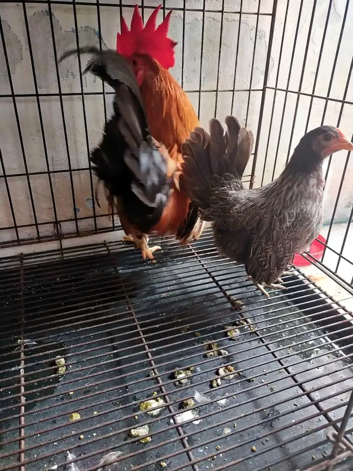 Sepasang ayam Kate harga 250k