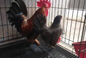Sepasang ayam Kate harga 250k