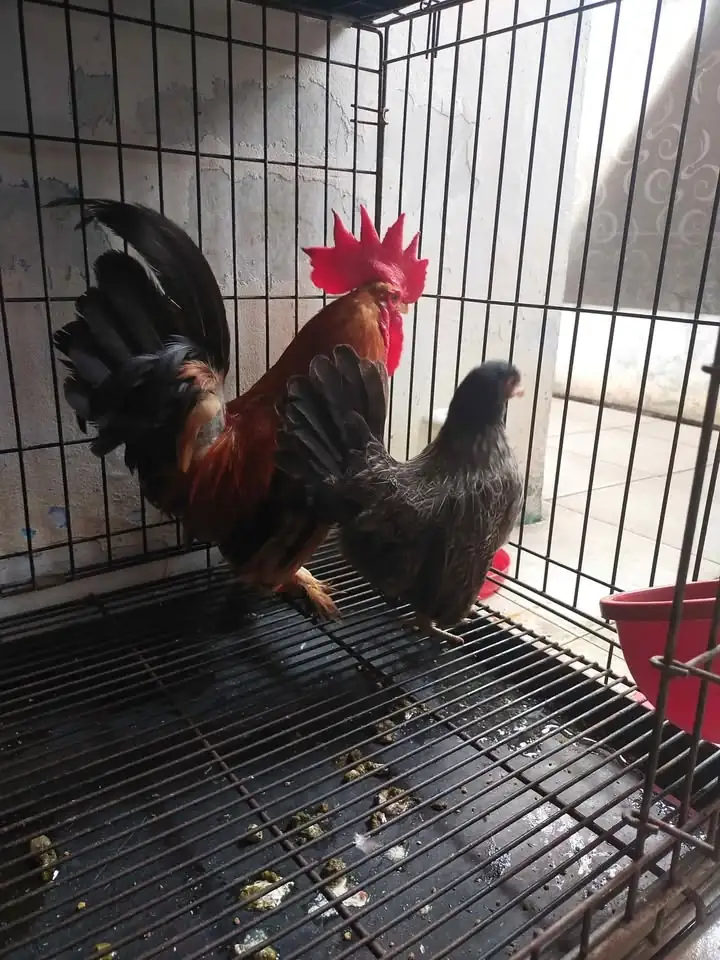 Sepasang ayam Kate harga 250k