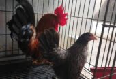 Sepasang ayam Kate harga 250k