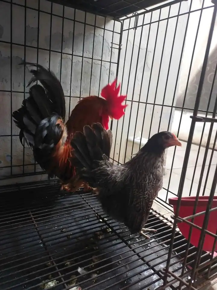 Sepasang ayam Kate harga 250k