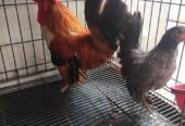 Sepasang ayam Kate harga 250k