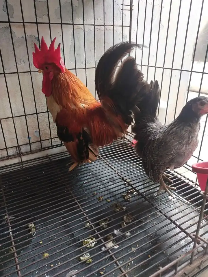 Sepasang ayam Kate harga 250k