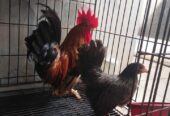 Sepasang ayam Kate harga 250k