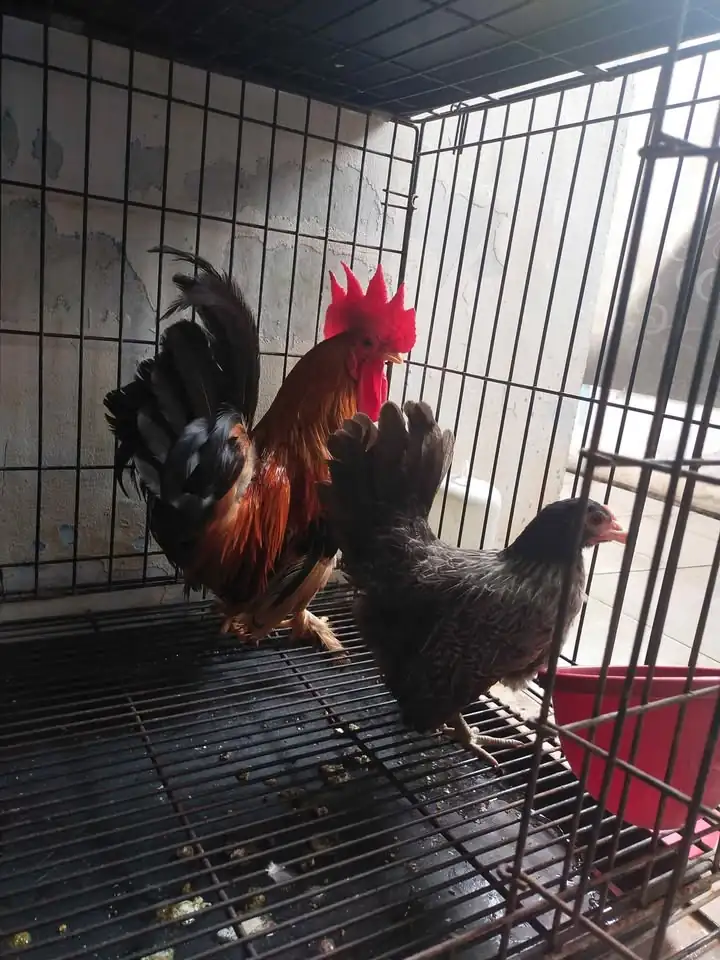 Sepasang ayam Kate harga 250k