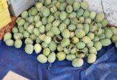 Mangga harum manis dan mangga Indramayu