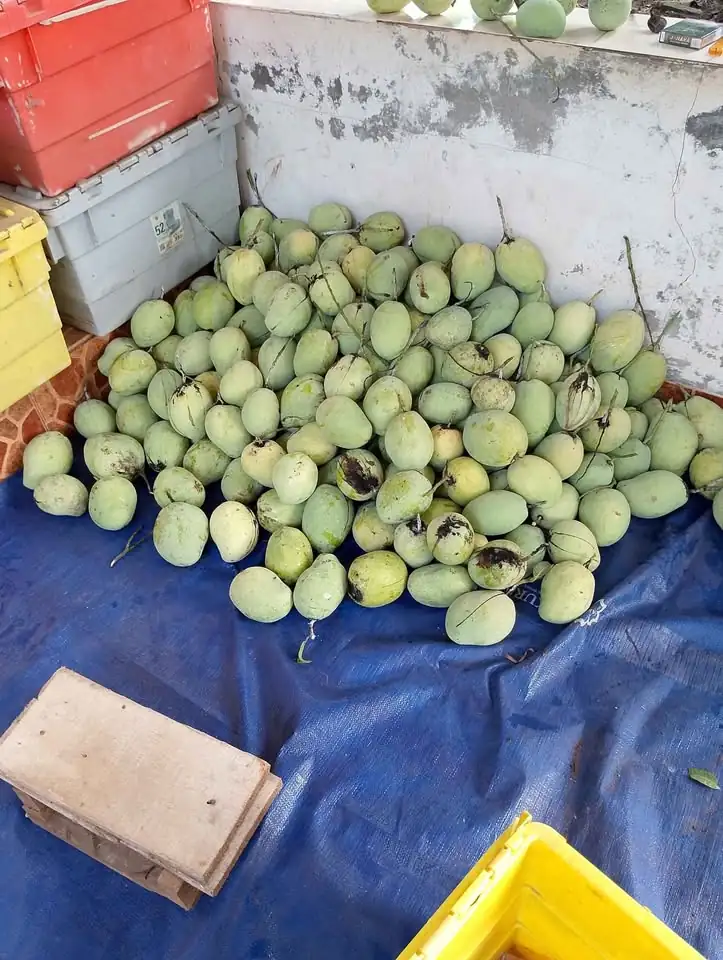 Mangga harum manis dan mangga Indramayu