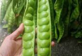 Bibit pete jumbo super okulasi