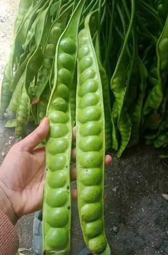 Bibit pete jumbo super okulasi