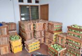 Mangga harum manis dan mangga Indramayu