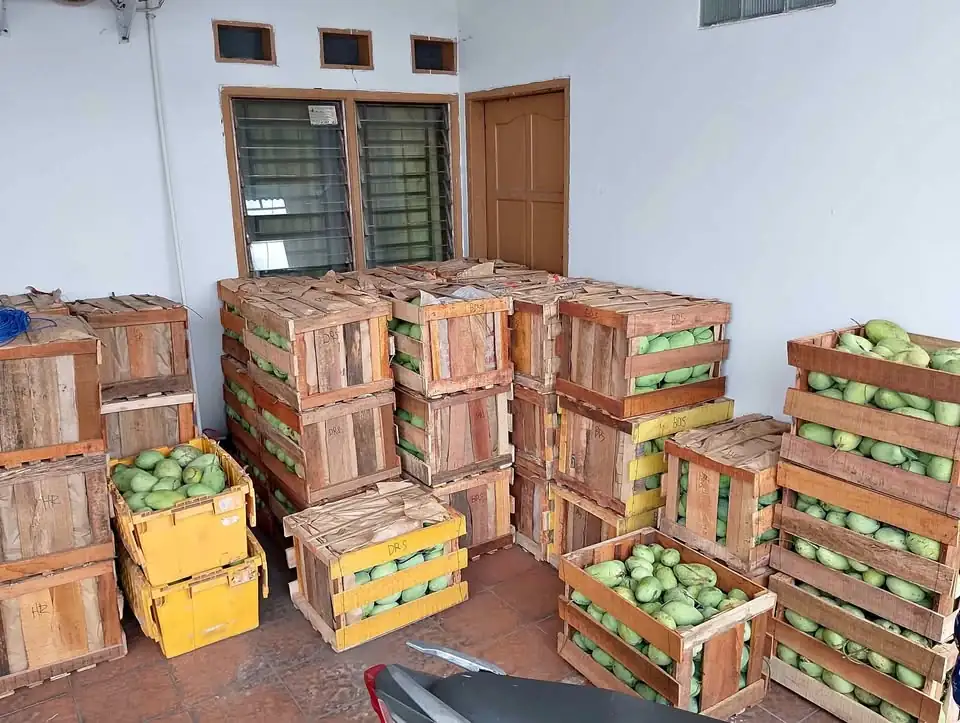 Mangga harum manis dan mangga Indramayu