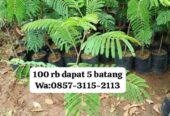 Bibit pete jumbo super okulasi