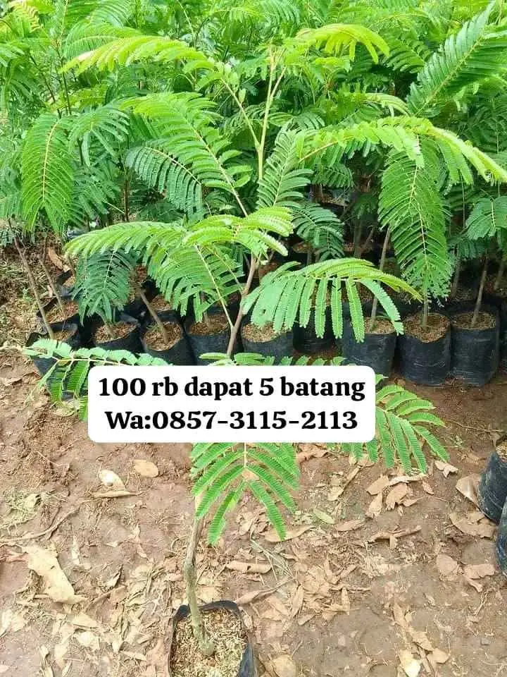 Bibit pete jumbo super okulasi