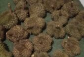 Durian Lokal Manis Mulai 55k