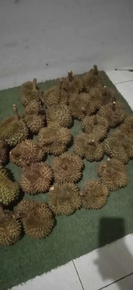 Durian Lokal Manis Mulai 55k