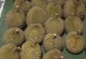 Durian Lokal Manis Mulai 55k