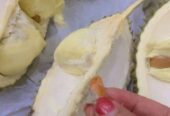 Durian Lokal Manis Mulai 55k