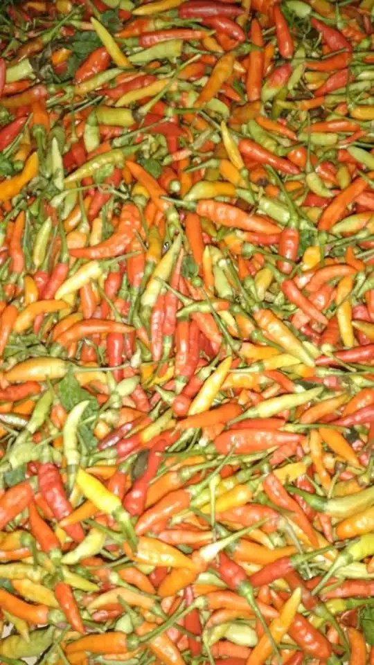 Cabe / Lombok Kecil Fresh