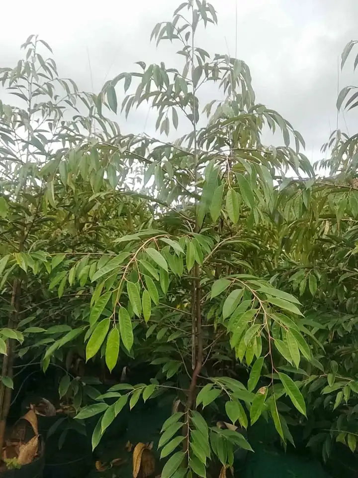 Ready Bibit Durian Duri Hitam