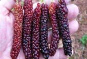 Bibit long murbei cepat berbuah bisa cod