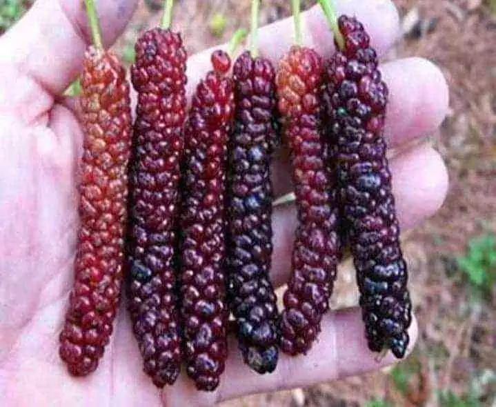 Bibit long murbei cepat berbuah bisa cod