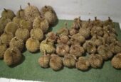 Durian Lokal Manis Mulai 55k