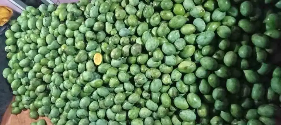 Mangga Manalagi tua pohon
