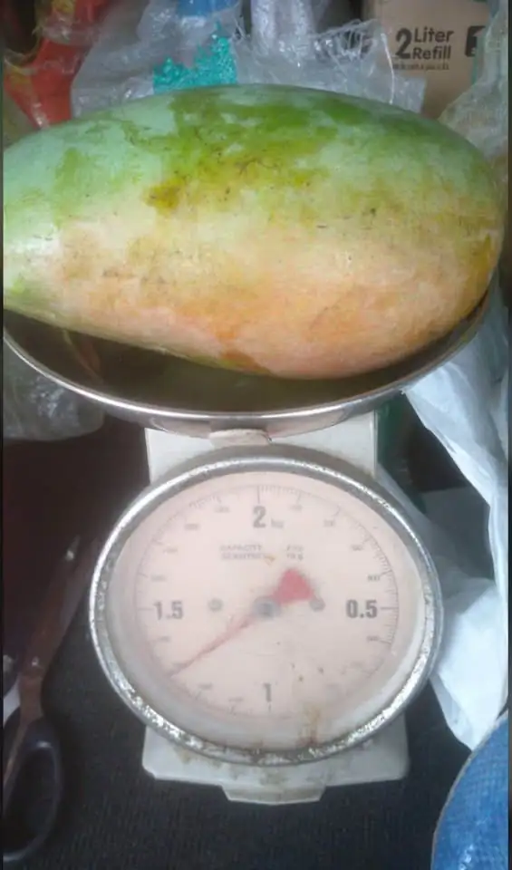 Mangga Kiojay