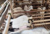 Kambing Jawa randu dan Peranakan