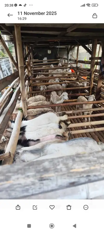Kambing Jawa randu dan Peranakan